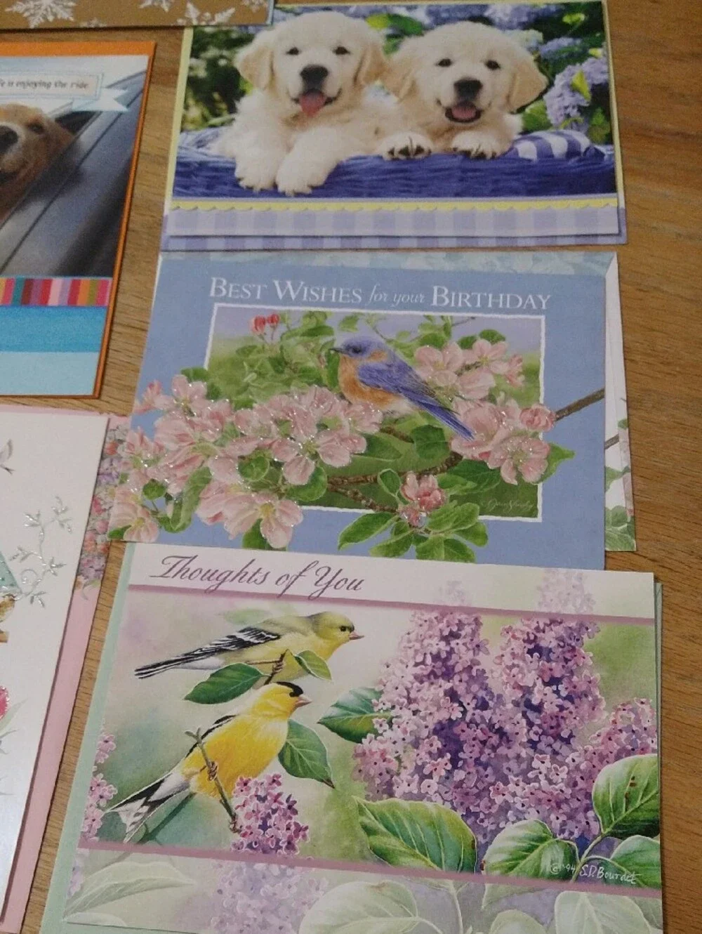 Animal Greeting Cards Assortment - Cats Dogs Birds Other